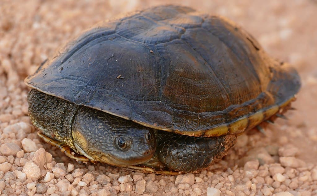 Big-Headed Turtle