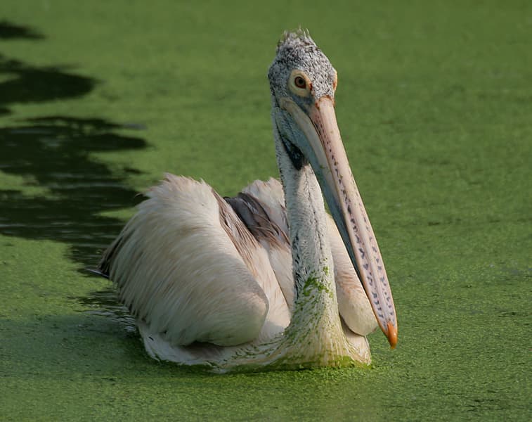 Spot-Billed Pelican