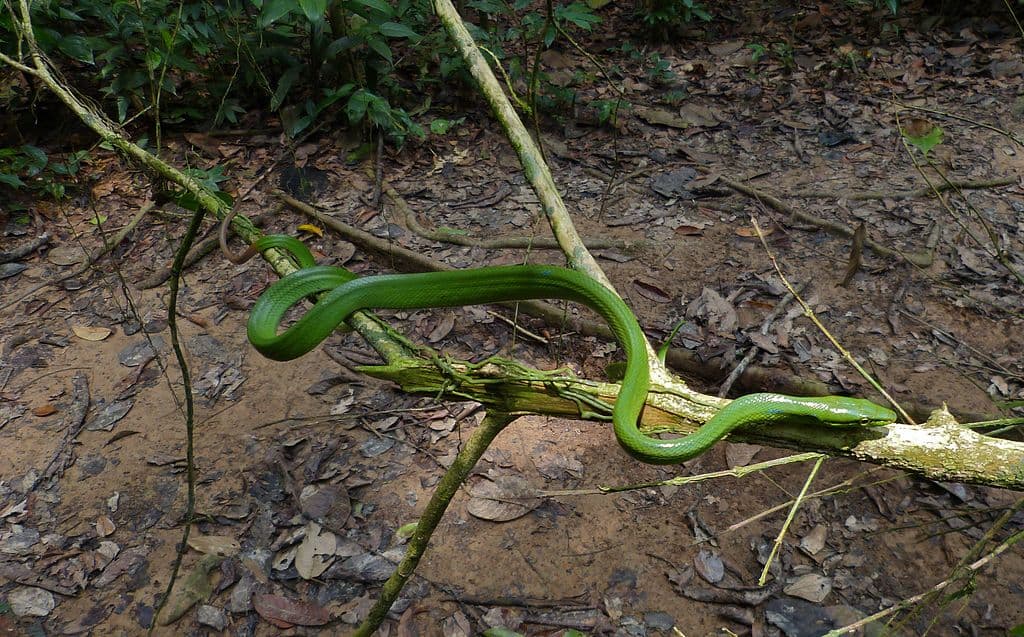 Non-Venomous Snakes