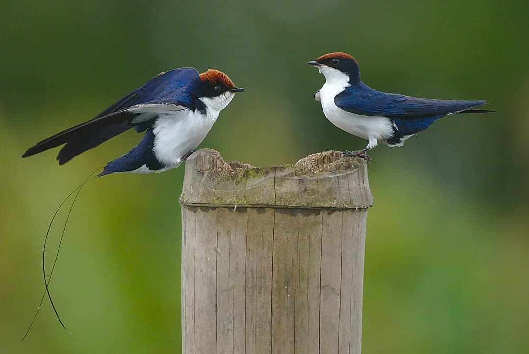Swallow & Swift Species In Cambodia