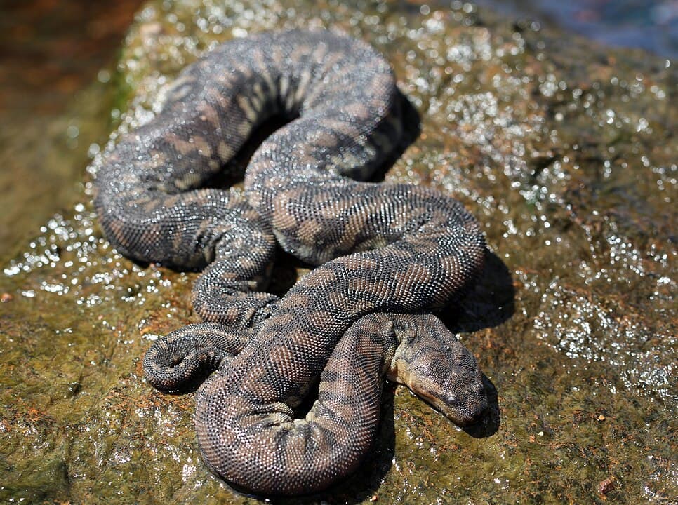 Non-Venomous Snakes