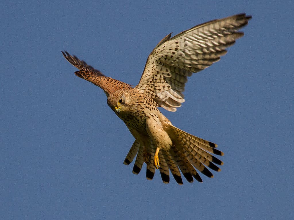 Falcon Species