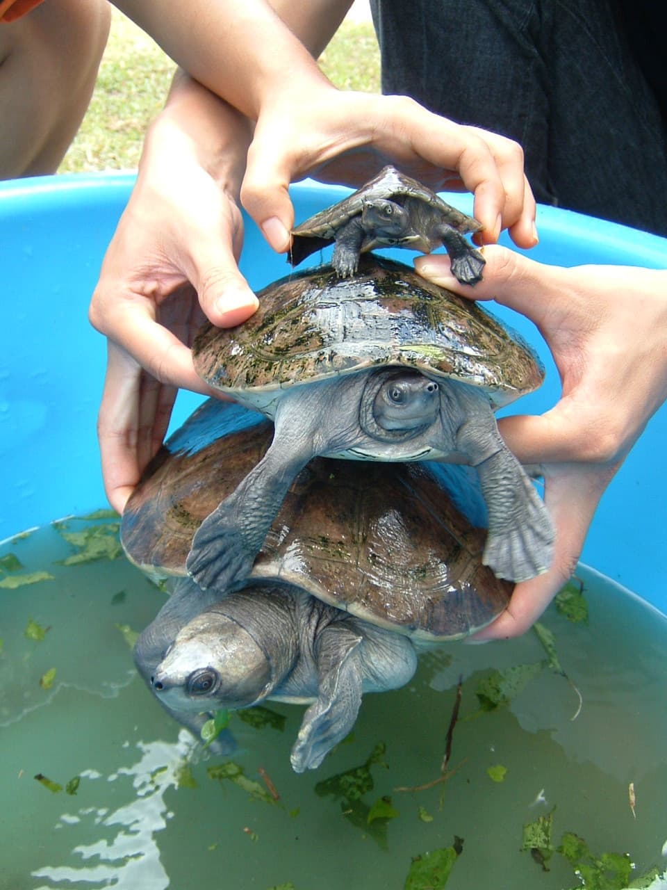Freshwater Turtle Species