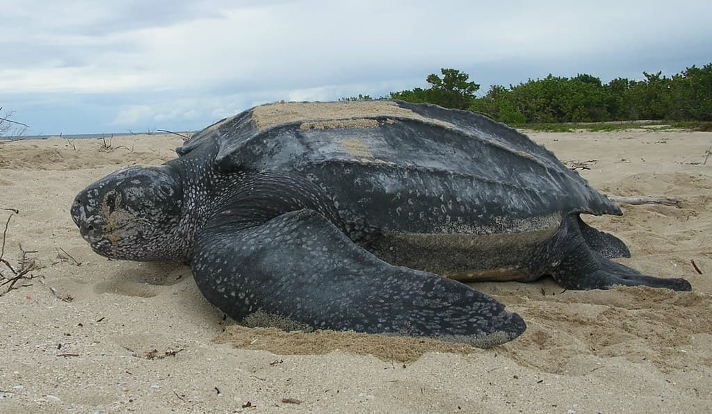 Marine Turtle Species