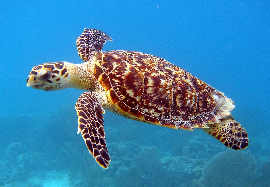 Marine Turtle Species