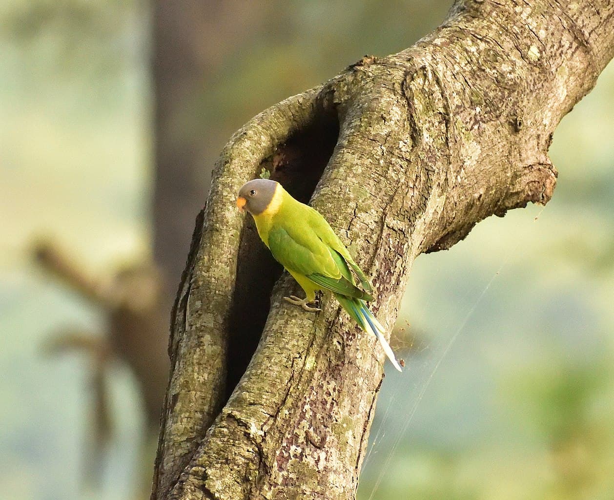 Parakeet Species