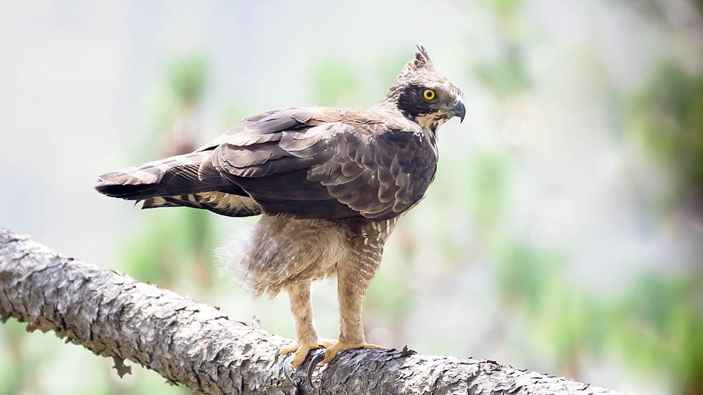 Hawk-Eagle Species