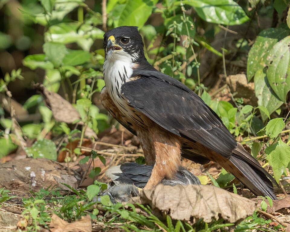 Hawk-Eagle Species