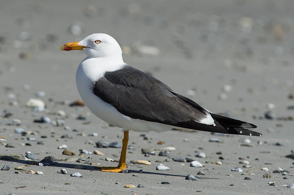 Gull Species