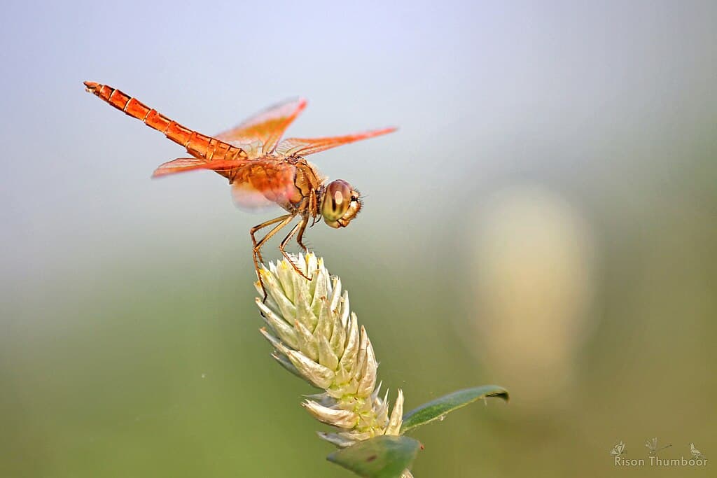 Dragonfly Species
