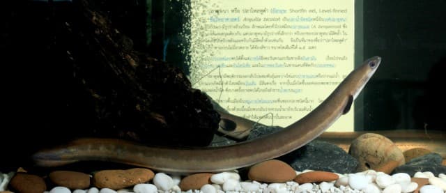 Saltwater Eel Species
