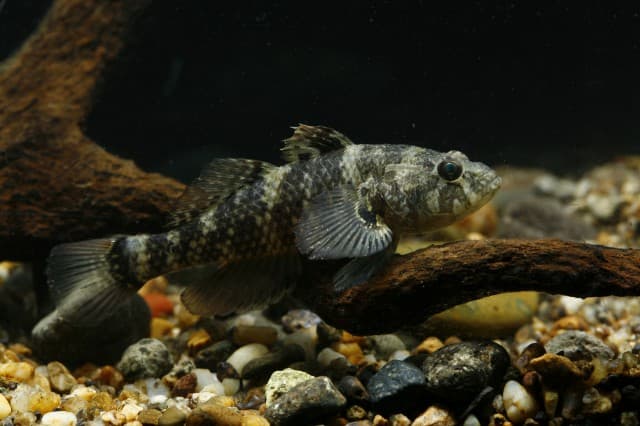 Sleeper Fish Species