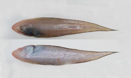 Tonguesole Species