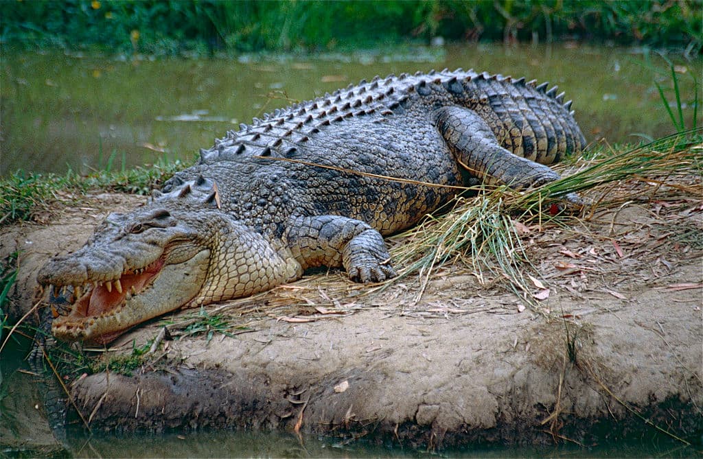 Crocodile Species