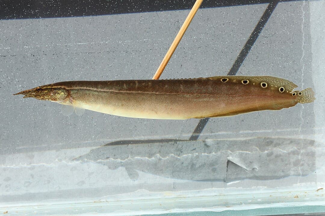 Swamp Eel Species