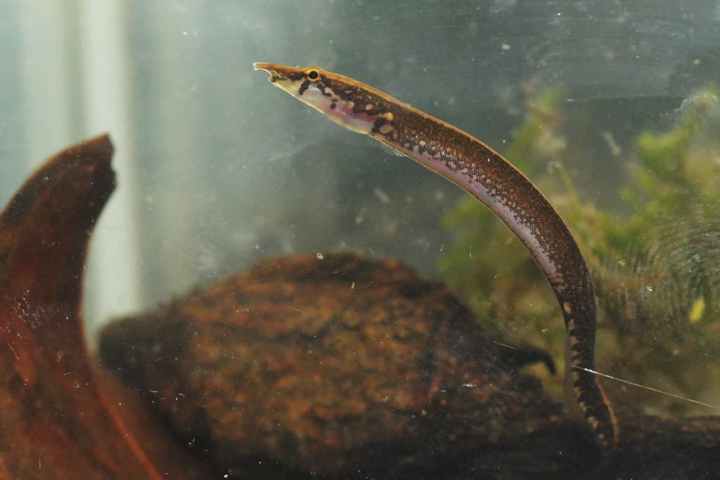 Swamp Eel Species