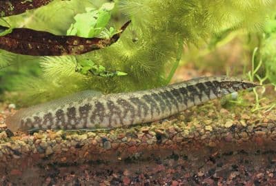 Swamp Eel Species