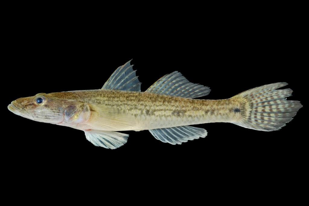 Goby Species