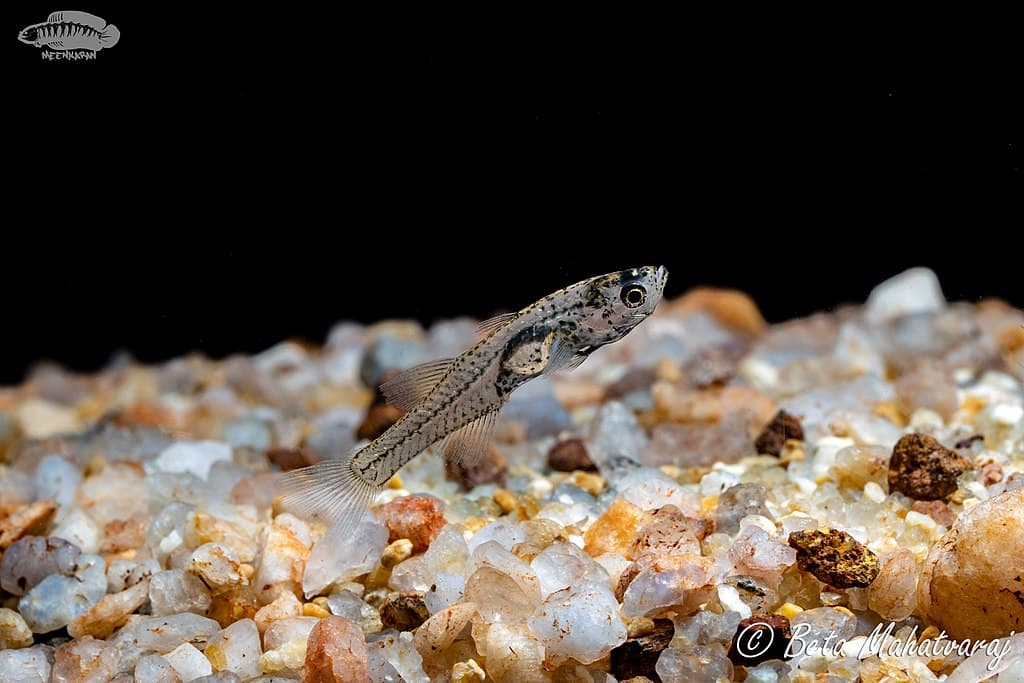 Goby Species