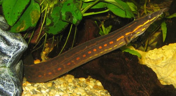 Swamp Eel Species