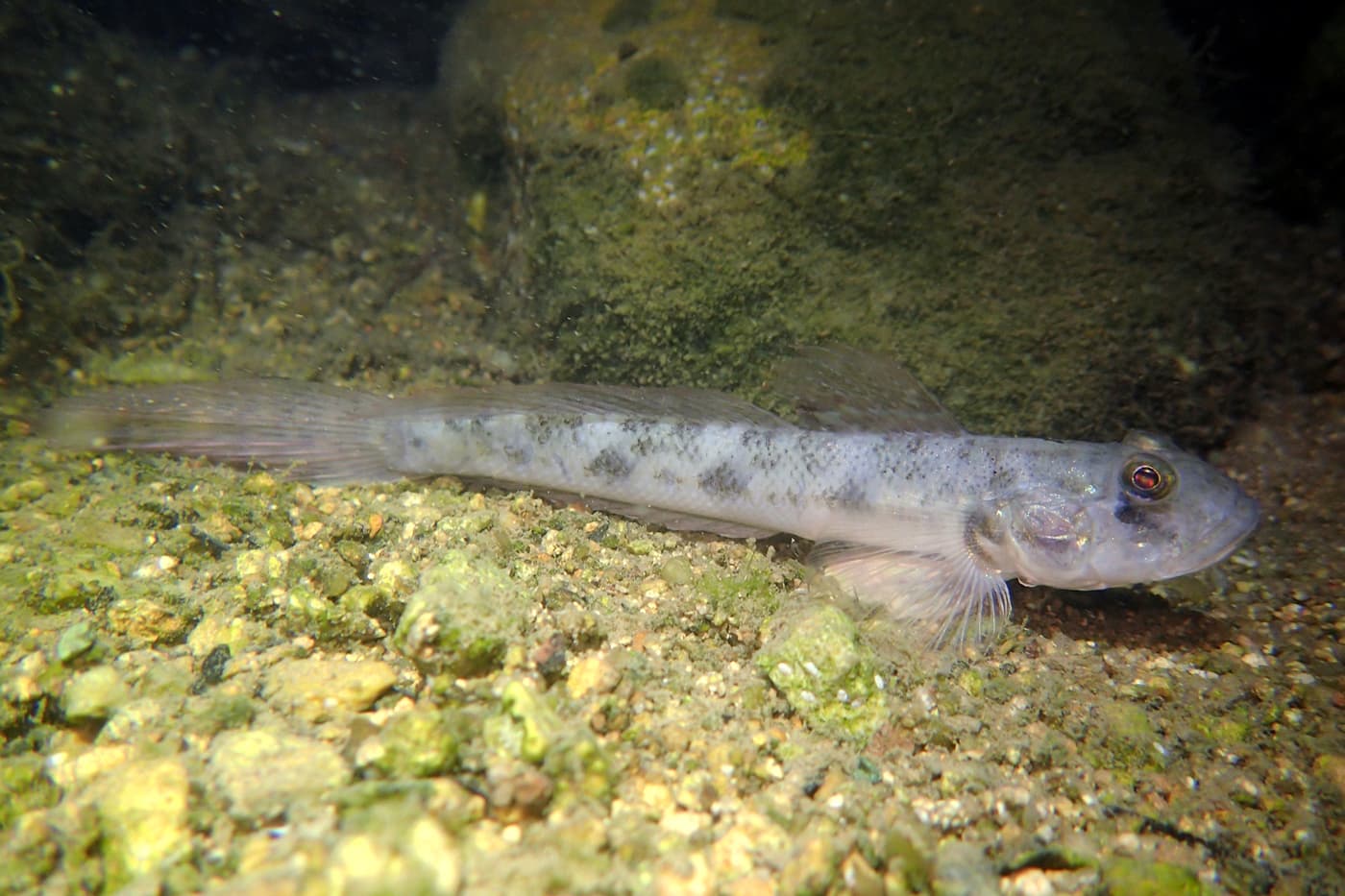 Goby Species