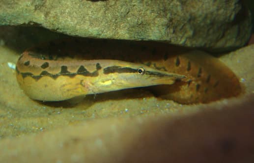 Swamp Eel Species