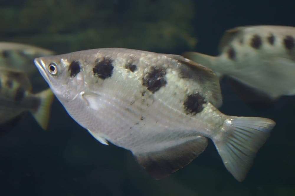 Archerfish Species