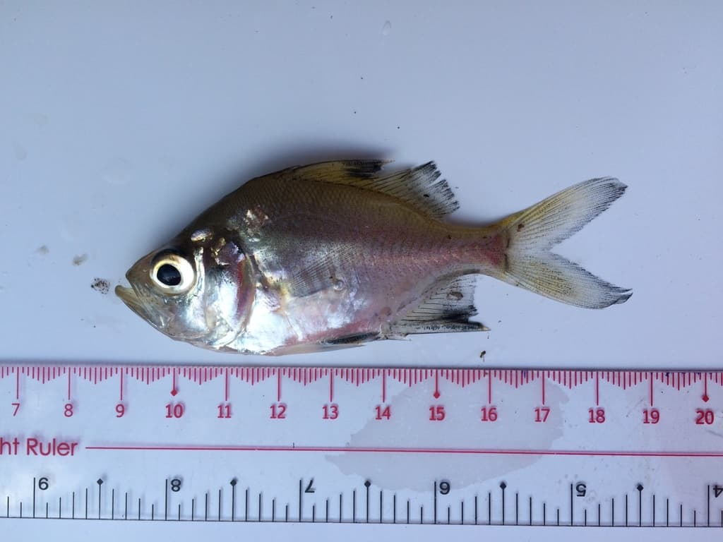 Perchlet Fish Species