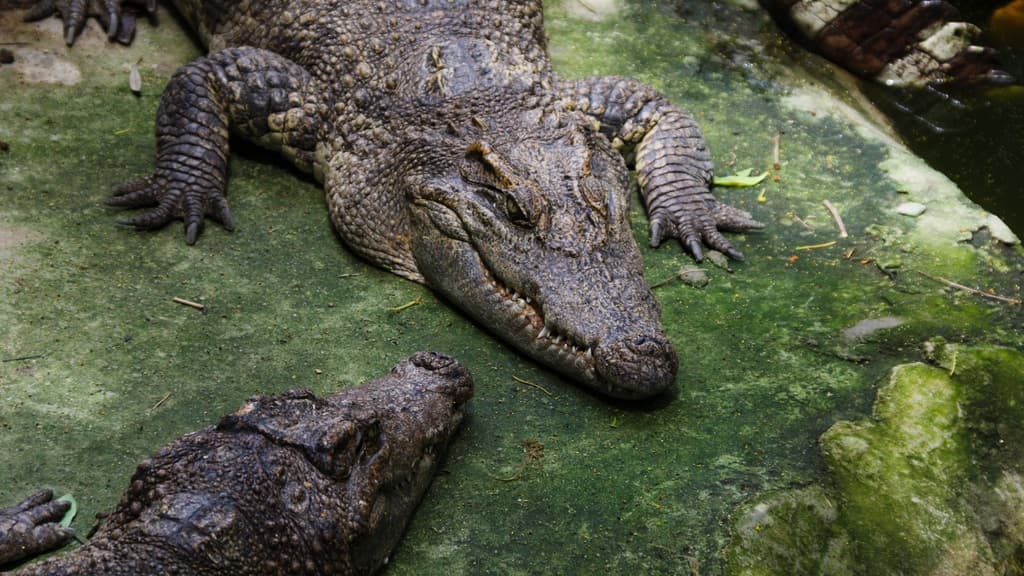 Crocodile Species