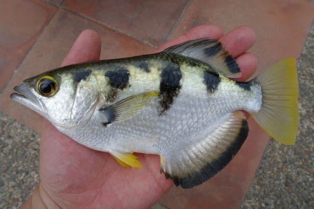 Archerfish Species