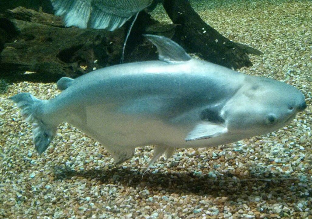 Pangasiidae Catfish Species