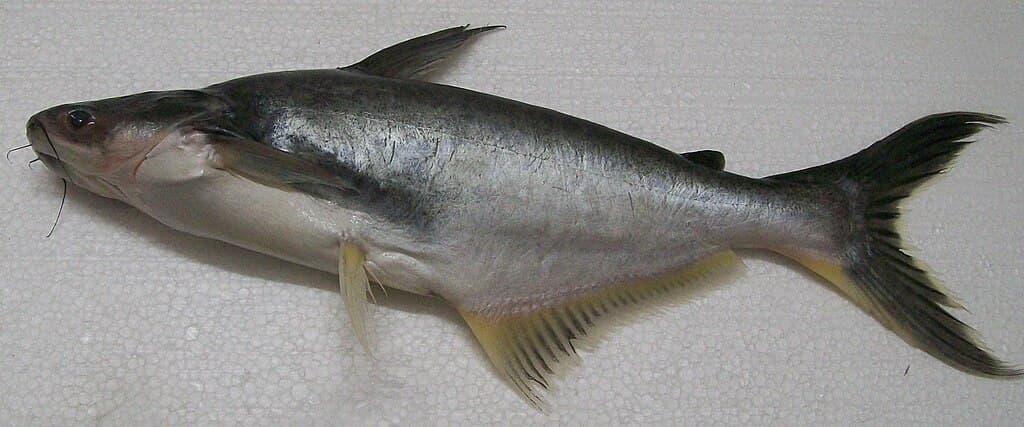 Pangasiidae Catfish Species