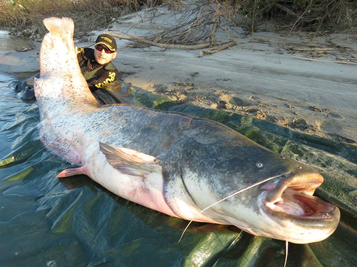 Pangasiidae Catfish Species