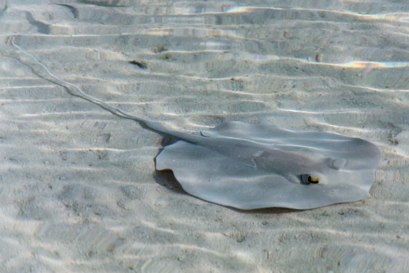 Ray Species