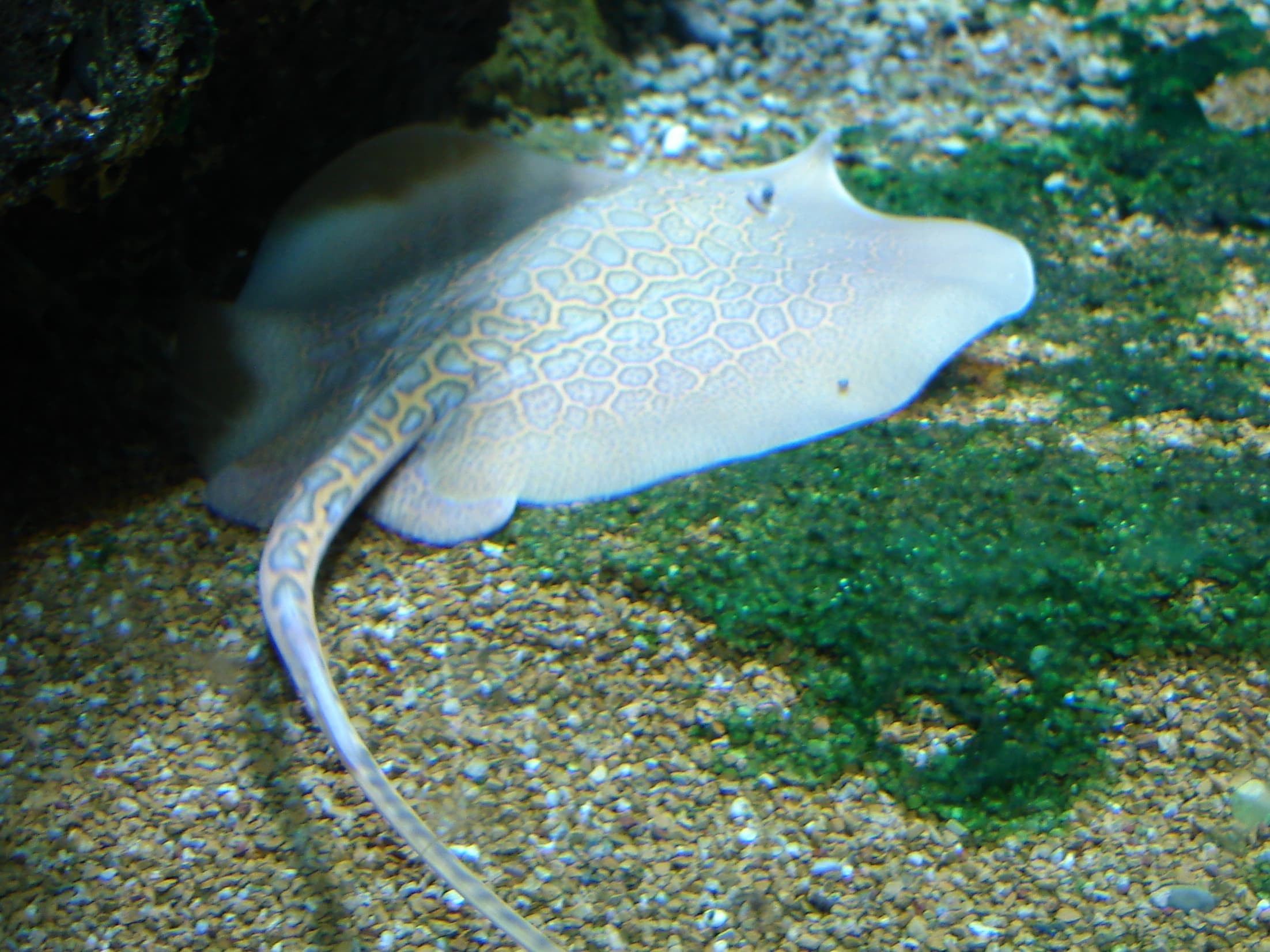 Ray Species