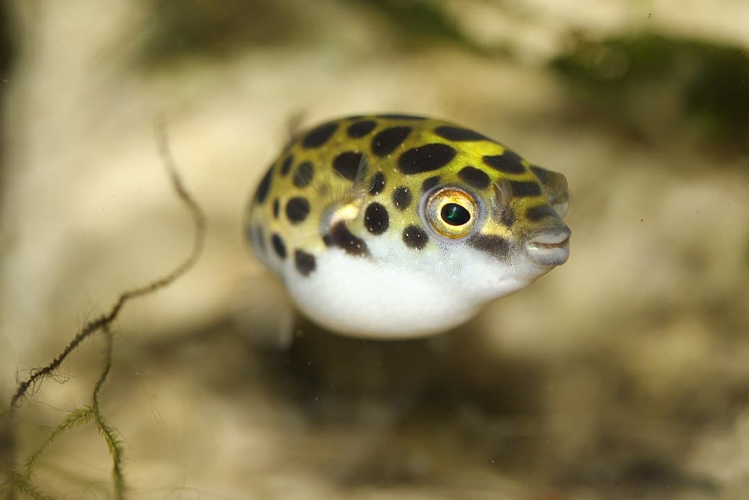 Pufferfish Species