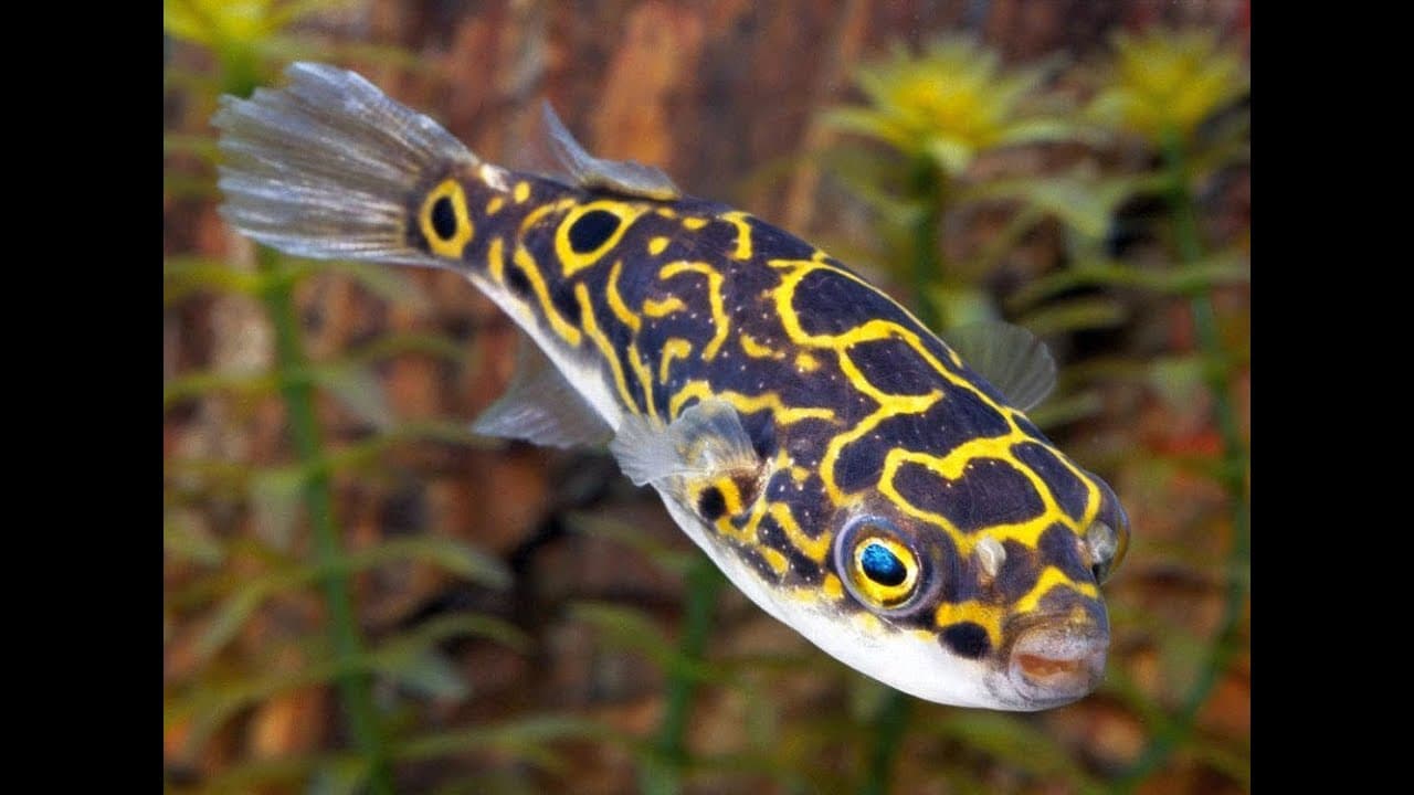 Pufferfish Species